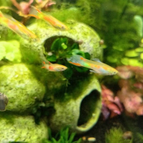 Guppy endler