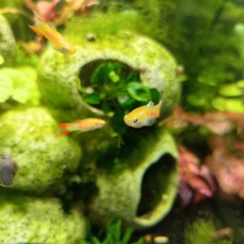 Guppy endler