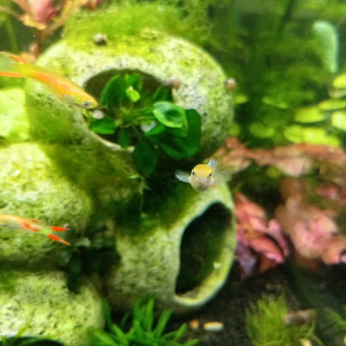 Guppy endler