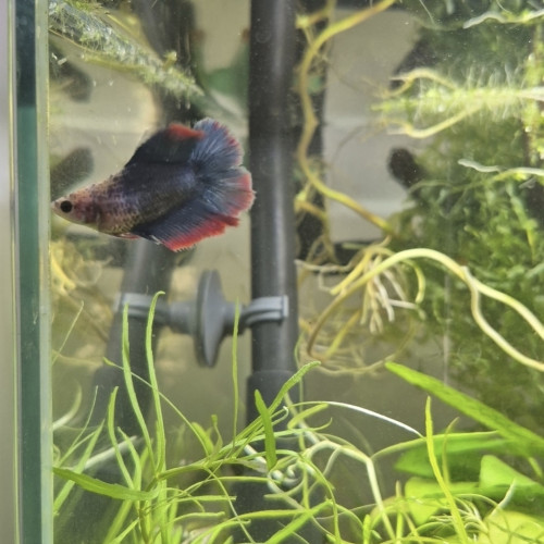 URGENT betta femelle