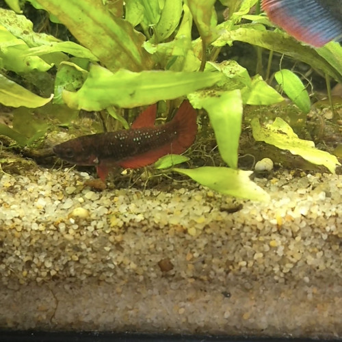 URGENT betta femelle