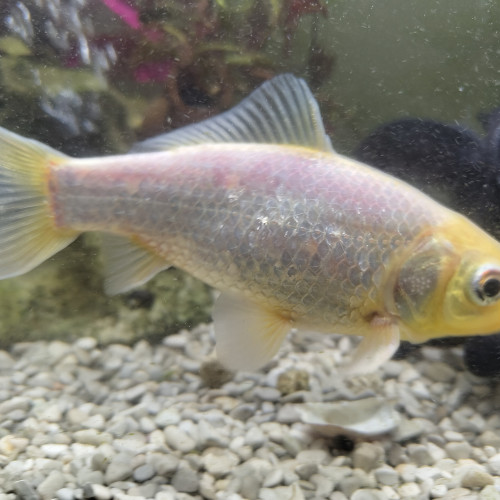 Poisson Rouge Gold Fish