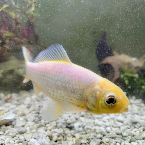 Poisson Rouge Gold Fish