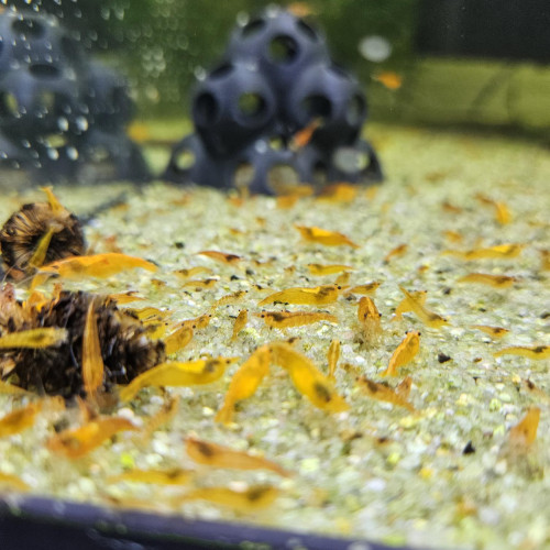 Neocaridina orange sunkist