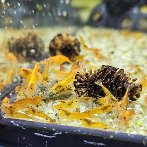 Neocaridina orange sunkist