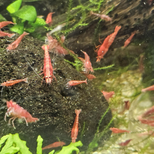 Neocaridina sakura red