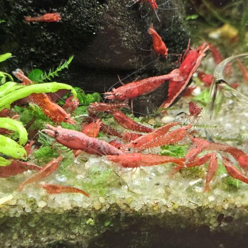Neocaridina sakura red