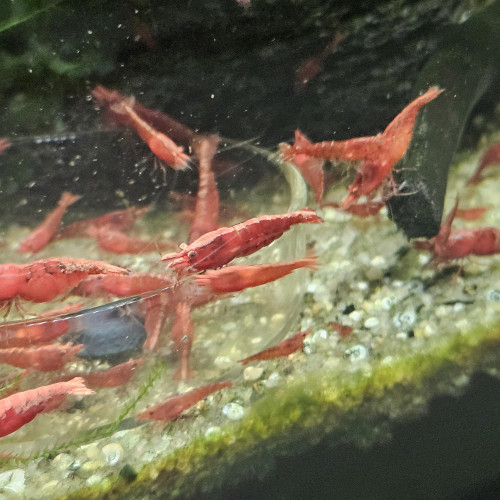 Neocaridina sakura red