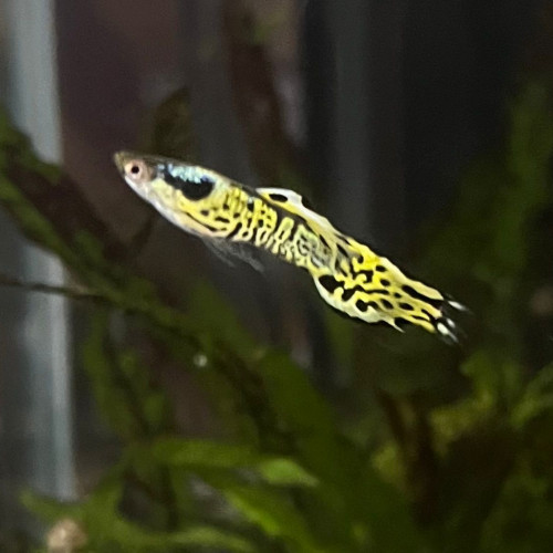 Guppy endler yellow tiger