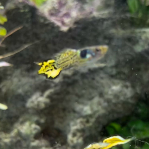 Guppy endler yellow tiger