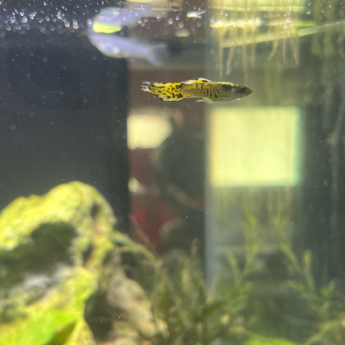 Guppy endler yellow tiger