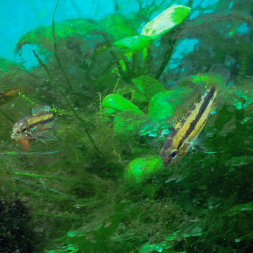 Apistogramma Trifasciata