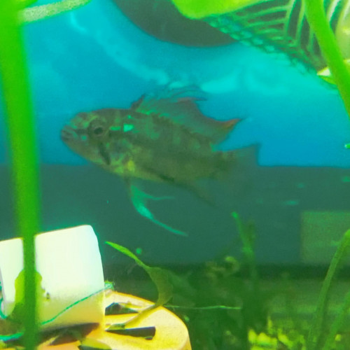 Apistogramma Trifasciata