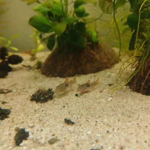 Jeunes corydoras aneus
