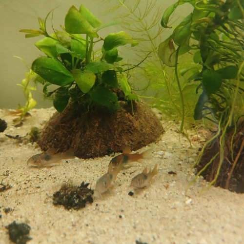 Jeunes corydoras aneus