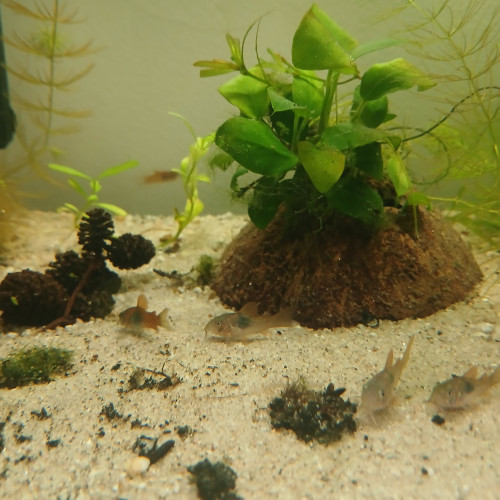 Jeunes corydoras aneus