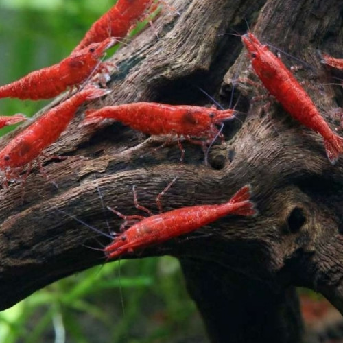 Neocaridina red cherry
