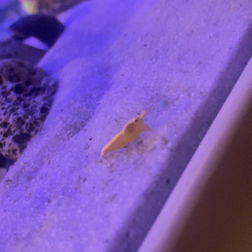 Crevette neocardina échange contre poisson