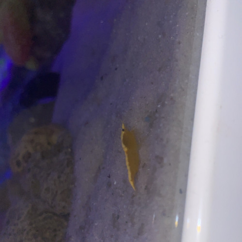 Crevette neocardina échange contre poisson