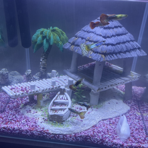Guppy léopard long voile