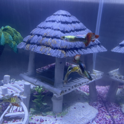 Guppy léopard long voile