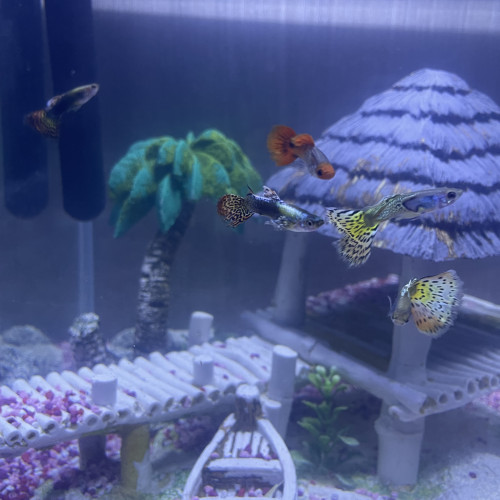 Guppy léopard long voile