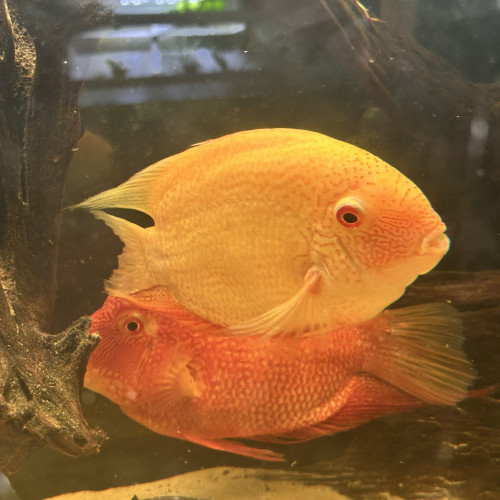 Vend 2 couple héros severum