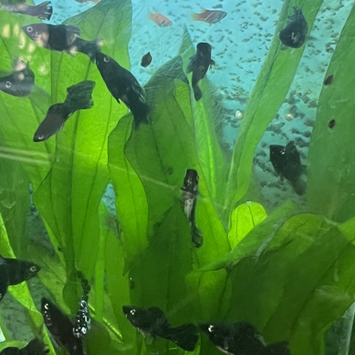 Donne poissons Molly et Platy