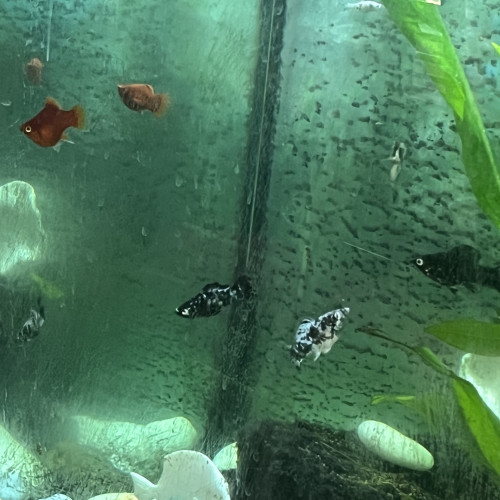 Donne poissons Molly et Platy