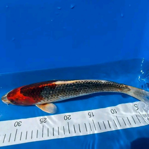Carpes koï