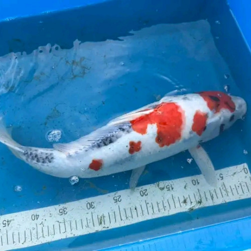 Carpes koï