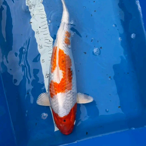 Carpes koï