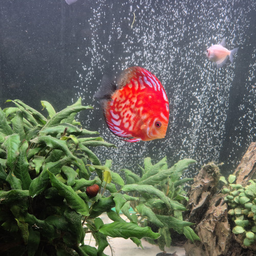 Discus Checkerboard Stendker d'élevage 13cm
