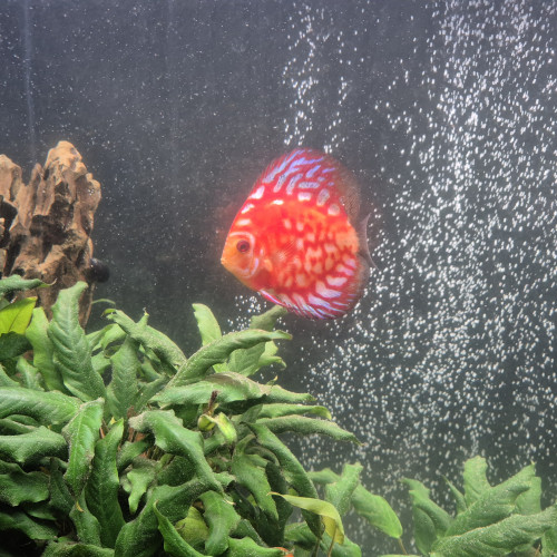 Discus Checkerboard Stendker d'élevage 13cm