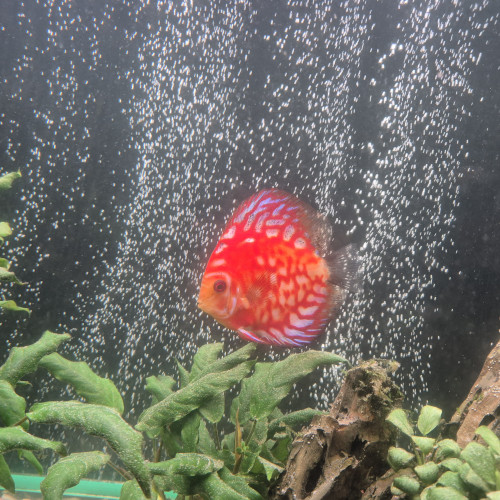 Discus Checkerboard Stendker d'élevage 13cm