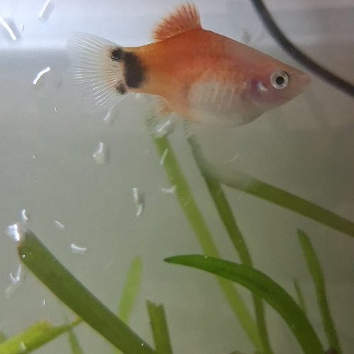 Vends une portée de 5 platys Mickey Mouse
