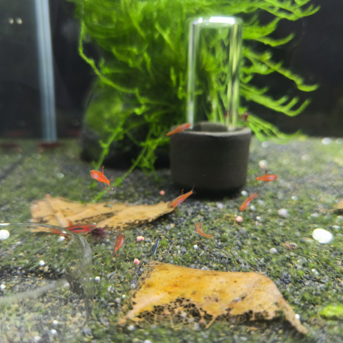 Rasbora Moustique