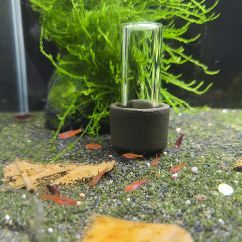 Rasbora Moustique