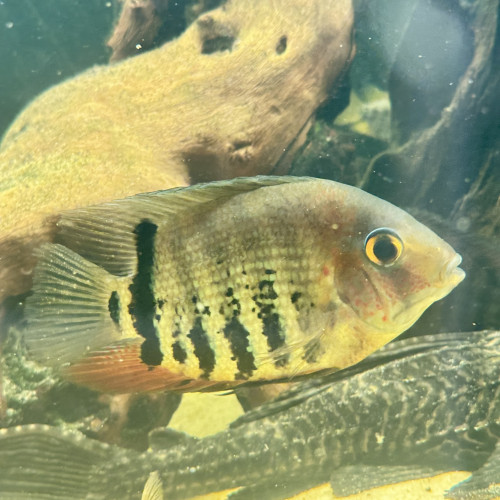 Cichlidés oscellé