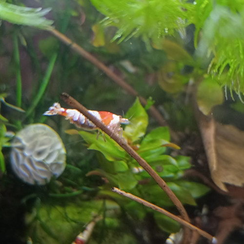 Caridina cf. cantonensis crystal red
