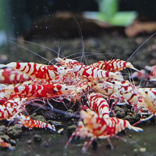 Red Fancy Tiger