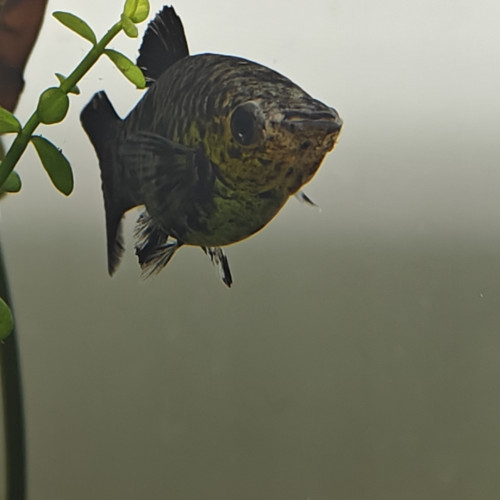 Donne des poissons