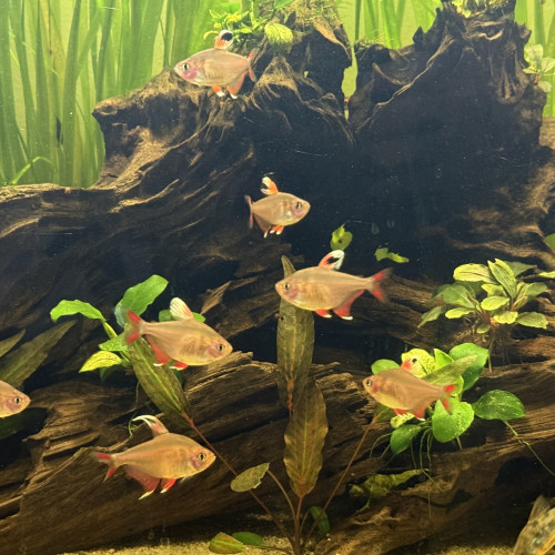 7 tetra rose / bentosi