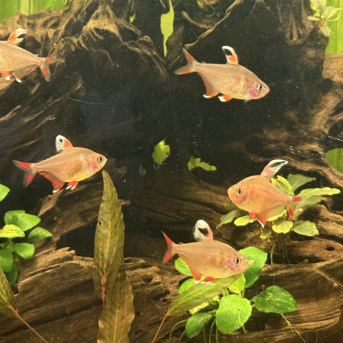 7 tetra rose / bentosi