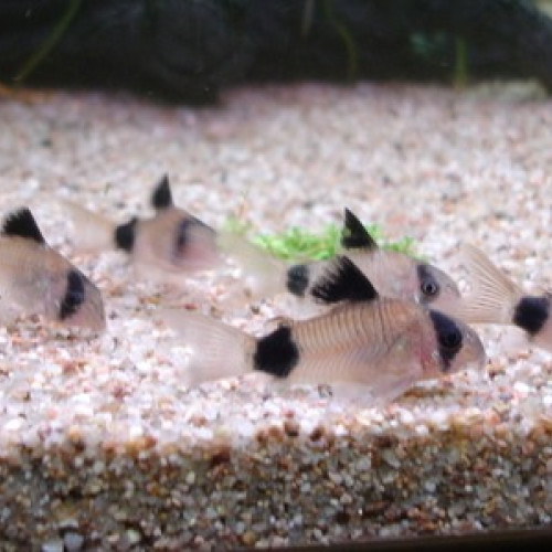 Corydoras panda