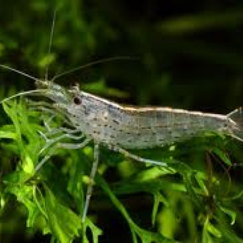 Caridina multidentata japonica