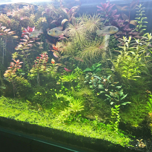 Aquarium 200 litres