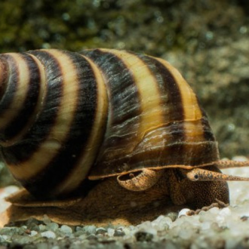 taia naticoide (piano snail)