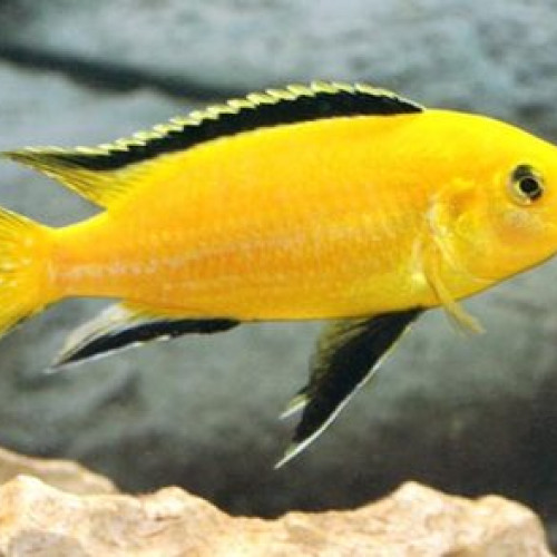 Cichlidé labidochromis