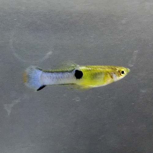 Bleu de rorota (guppy)